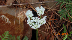 Orlaya grandiflora