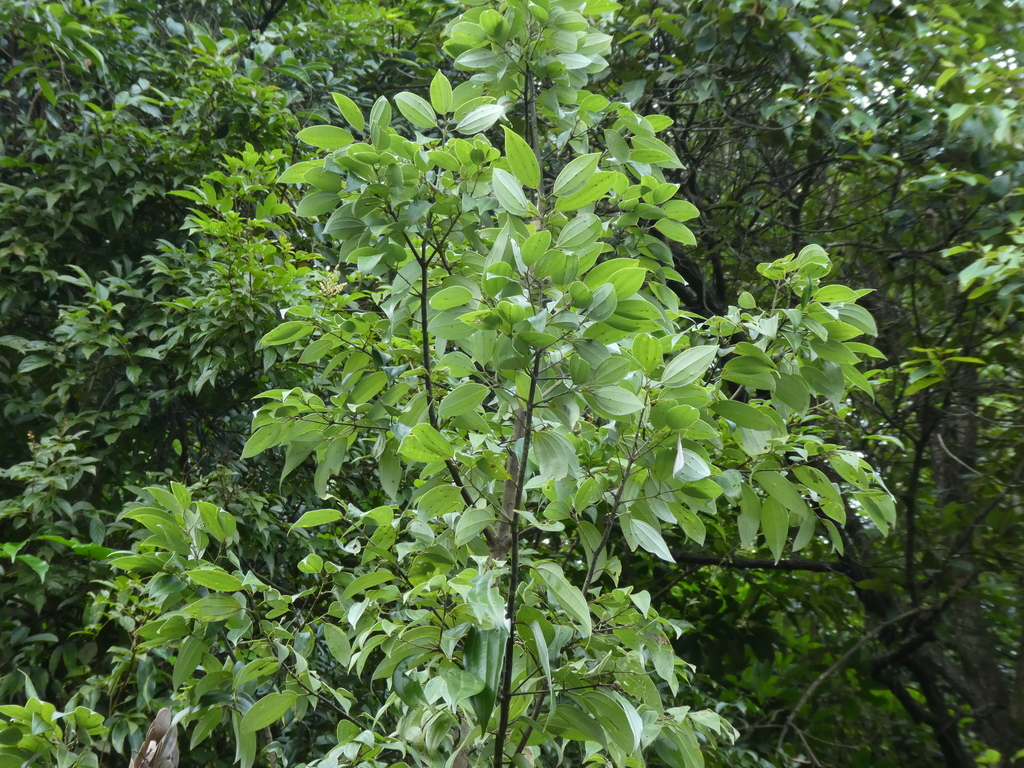 Kalingag, Cinnamomum pauciflorum