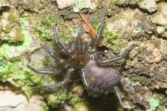 Porrhothele antipodiana