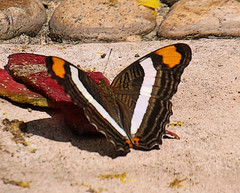 Adelpha fessonia
