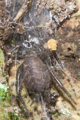 Porrhothele antipodiana