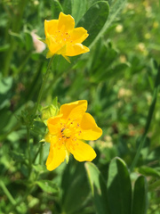 Potentilla diversifolia
