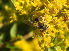 Cnemidandrena