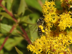 Cnemidandrena