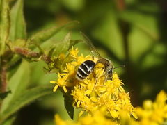 Cnemidandrena