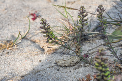Lepidium auriculatum