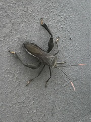 Pseudomictis distinctus