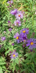 Symphyotrichum novae-angliae