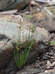 Juncus krameri