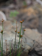 Juncus krameri