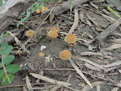 Crepidotus subfulviceps
