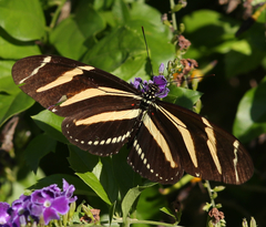 Heliconius charithonia