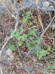 Ibervillea macdougalii