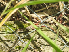 Aspidoscelis motaguae