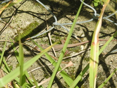 Aspidoscelis motaguae