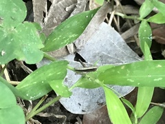 Phlaeoba antennata