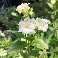 Epilobium luteum