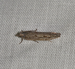 Hermenias rivulifera