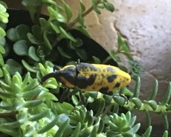 Ileomus