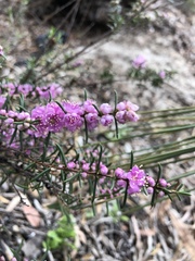 Hypocalymma robustum