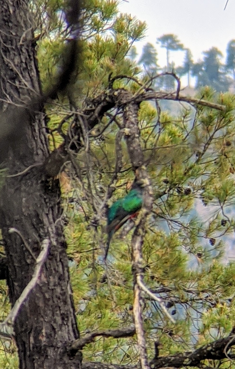 Eared Quetzal (Euptilotis neoxenus), photo 7