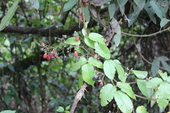 Rubus liebmannii