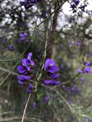 Hypocalymma robustum
