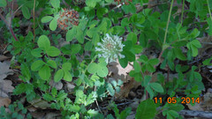 Trifolium pannonicum