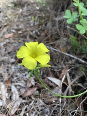 Hypocalymma robustum