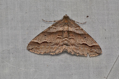 Syneora fractata