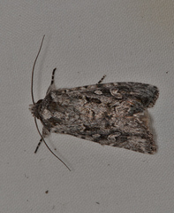 Ectopatria aspera