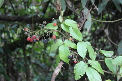 Rubus liebmannii