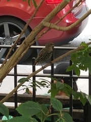 Sturnus vulgaris