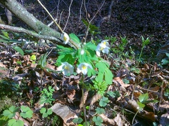 Isopyrum thalictroides