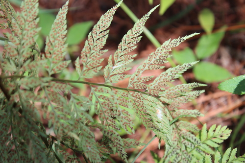 Dryopteris rossii observed 2020-09-08