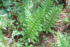 Phlebodium pseudoaureum