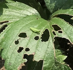 Gesonula punctifrons