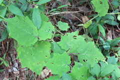 Solanum myriacanthum