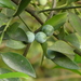 Asian Bayberry - Photo (c) Aaron Liston, some rights reserved (CC BY), uploaded by Aaron Liston