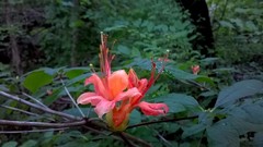 Rhododendron prunifolium