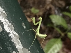 Hierodula patellifera