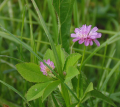 Trifolium resupinatum