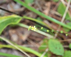 Agrimonia microcarpa