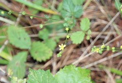 Agrimonia microcarpa