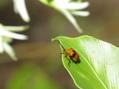 Stethopachys formosa