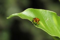 Stethopachys formosa