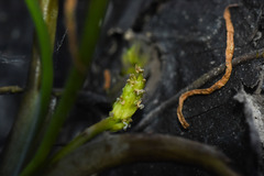 Triglochin scilloides