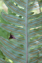 Phlebodium pseudoaureum