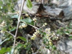 Sageretia wrightii