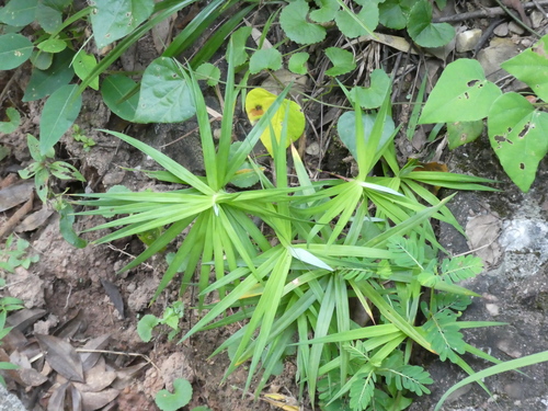 Image of Carex phyllocephala by (c) Aaron Liston, some rights reserved (CC BY)